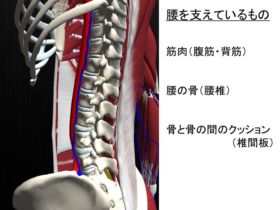 腰の痛みの原因 内臓